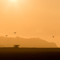 Silhouette birds flying over field against sky during sunset