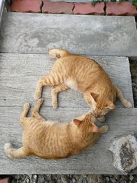 High angle view of cats sleeping