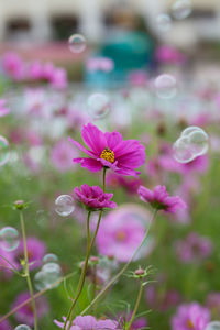 Close-up of pink cosmos flowers blooming outdoors