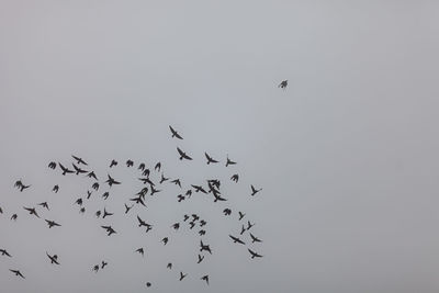 Low angle view of birds flying in the sky