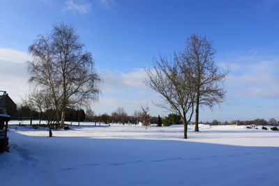 Bare trees on snow covered landscape