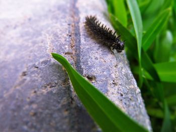 Close-up of caterpillar on leaf