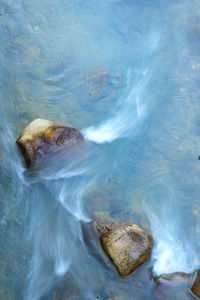 High angle view of turtle swimming in sea