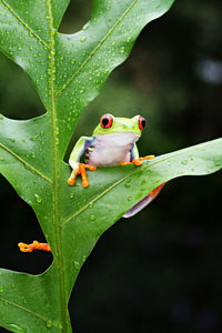 Close-up of frog on plant
