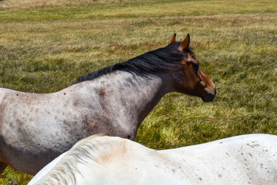 Side view of horse on field
