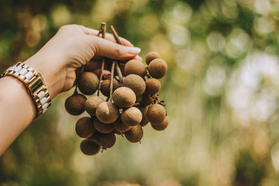 Close-up of hand holding fruit