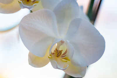 Close-up of white orchid