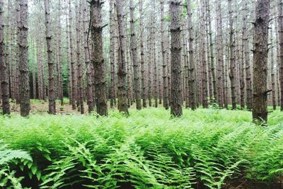 View of trees in forest