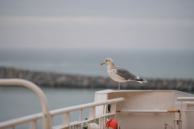 Seagull perching on railing against sea