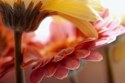 Close-up of flowering plant