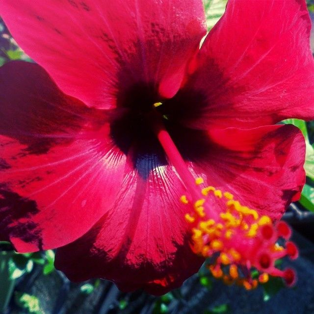 flower, freshness, petal, flower head, fragility, growth, beauty in nature, stamen, close-up, single flower, pollen, nature, red, blooming, hibiscus, in bloom, plant, pink color, focus on foreground, blossom