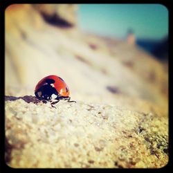 Close-up of insect on wood