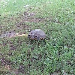 High angle view of bird on grass