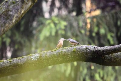 Close-up of bird perching on branch