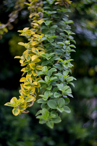 Close-up of yellow flowers