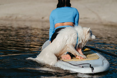 Dog japanese spitz swimming in the lake water and trying to get on the sup board with human on it