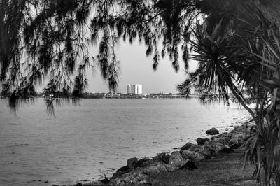 Palm trees by sea