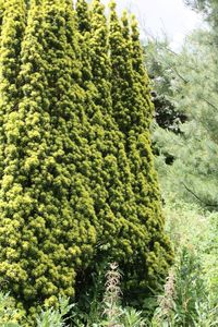 Trees growing in forest