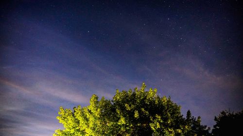 Low angle view of tree against sky at night