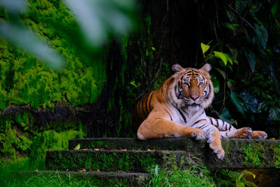 Cat resting on a tree