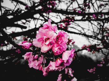 Close-up of pink cherry blossoms in spring