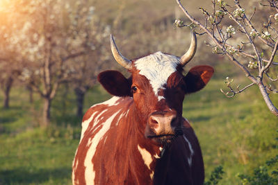 Cow on green grass and evening sky with light