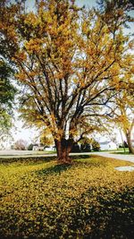 Trees on field during autumn