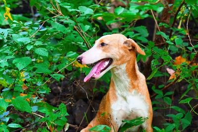 Close-up of dog sitting on tree