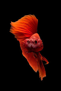 Close-up of orange fish against black background
