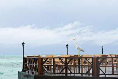 Seagulls perching on wooden post