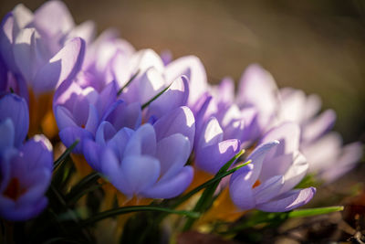 Close-up of purple crocus flowers growing on field