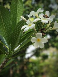 Close-up of white flowers on tree