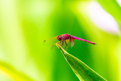 Close-up of insect on red leaf