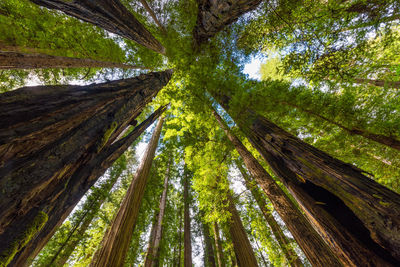 Low angle view of bamboo trees in forest