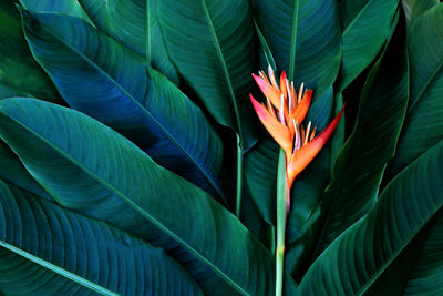 Close-up of red flowering plant