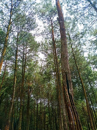 Low angle view of bamboo trees in forest