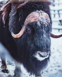 Close-up of an bison