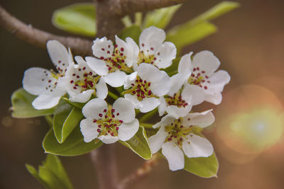 Close-up of white cherry blossoms in spring