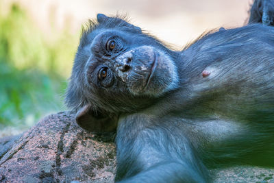 Close-up of a monkey