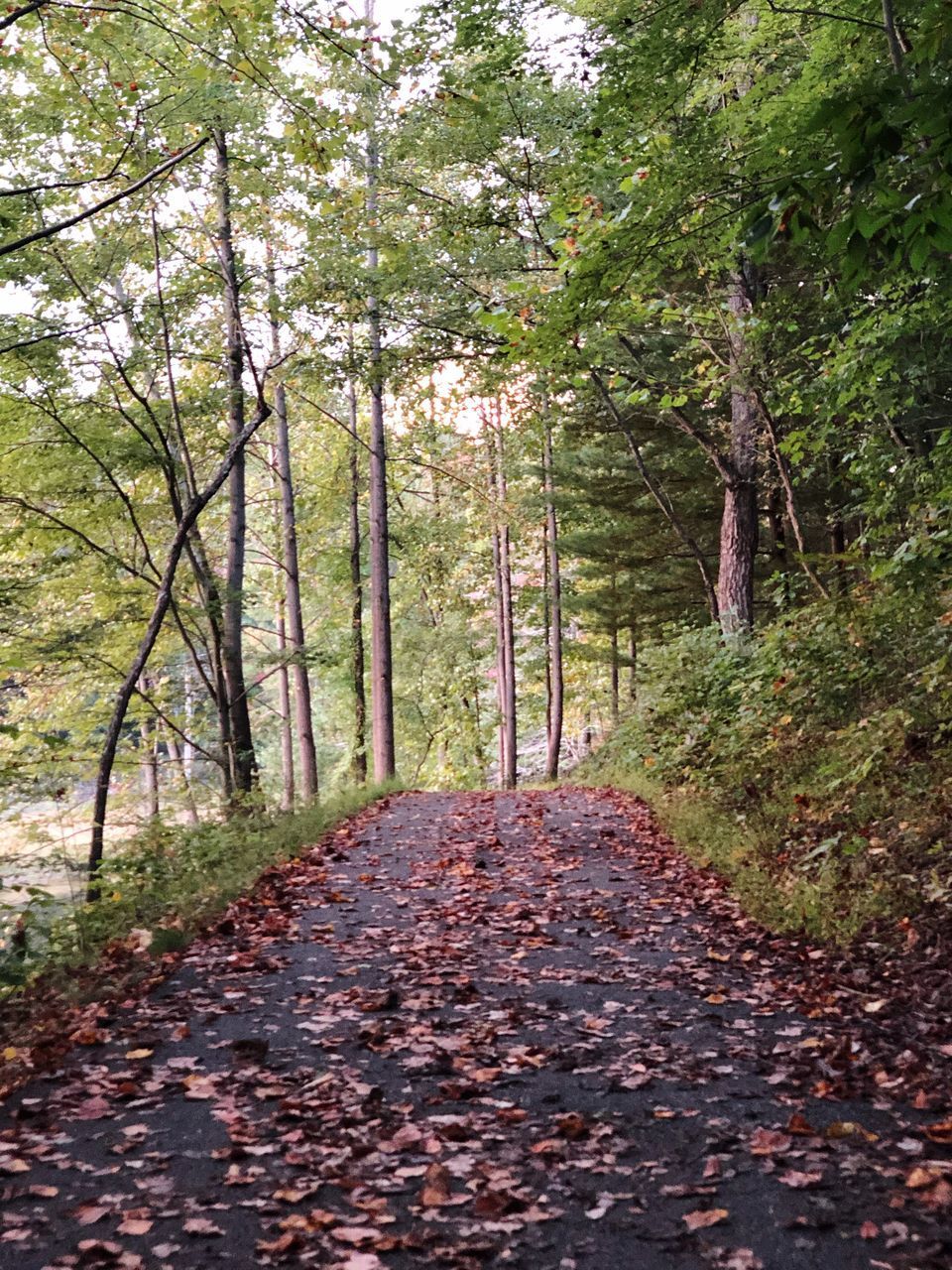 FOOTPATH AMIDST TREES IN AUTUMN