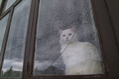 Portrait of cat seen through glass window