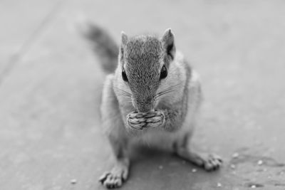 Close-up of squirrel