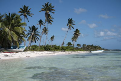 Palm trees on beach against sky