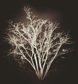 Close-up of illuminated tree against sky at night