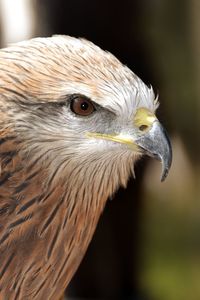 Close-up of a bird