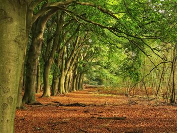 Trees on landscape during autumn