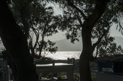 Trees by sea against sky