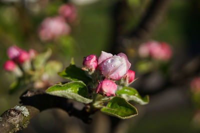 Close-up of pink flowers blooming outdoors