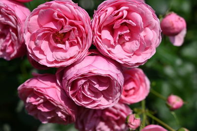 Close-up of pink roses