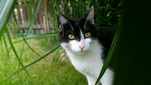 Close-up portrait of cat